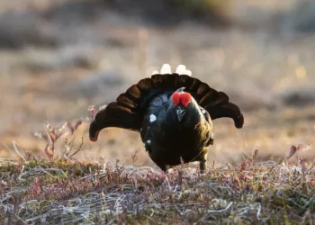 Atlikti Europos Sąjungos Mastu Saugomų Rūšių Tyrimai