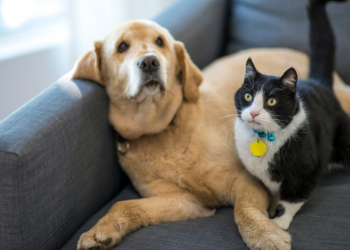 Vyriausybė Pritarė Naujiems Gyvūnų Augintinių Registro Nuostatams