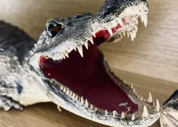 Ministerijoje – Konfiskuotų Ir Nelegalių Gyvūnų Gaminių Pavyzdžiai