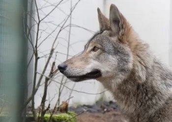 Egzotikos Trokštantys žmonės Laukiniams Gyvūnams Lemia Pražūtį