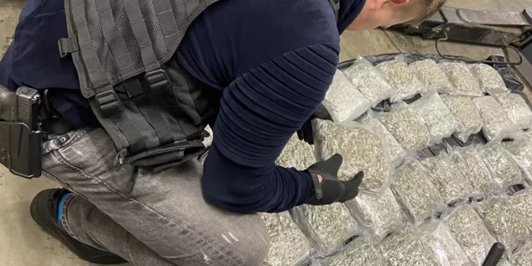 Kauno Teisėsauga Aptiko Beveik 24 Kilogramus Kanapių (Video)