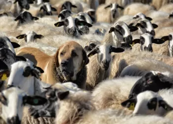 Naujos Prevencinės Galimybės: Kaip Išvengti Vilkų Daromos žalos?