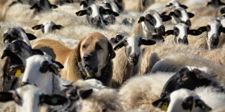 Naujos Prevencinės Galimybės: Kaip Išvengti Vilkų Daromos žalos?