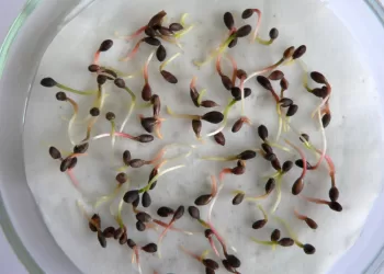 Staigūs Temperatūrų Svyravimai Labai Pavojingi Paprastosios Pušies Sėklų Kokybei