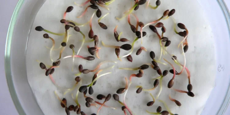 Staigūs Temperatūrų Svyravimai Labai Pavojingi Paprastosios Pušies Sėklų Kokybei