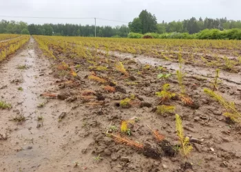 Staigūs Orų Pokyčiai Nepalankūs Miškui: Medžius Labiau Puola Kenkėjai, Jie Skursta