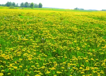 Ūkininkai – NMA Sistemos įkaitai? Štai Kaip Automatiškai Galite Tapti Pažeidėjais