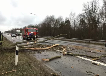 Praėjusią Parą Kaišiadorių Rajone Ugniagesiai Nuo Kelio Pašalino 5 Medžius