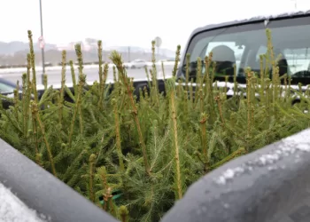 Miškininkai Pataria, Kaip Su Kalėdiniu Medeliu Elgtis Po švenčių