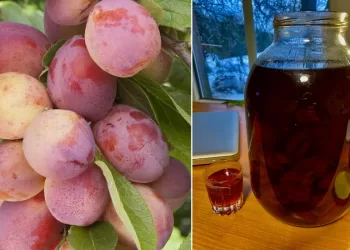 Magiška slyvų užpiltinė