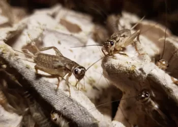 Ar Taps Egzotiški Svirpliai Ateities Maistu?