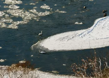 Savanoriai Kviečiami Prisijungti Prie Lietuvoje žiemojančių Vandens Paukščių Apskaitos