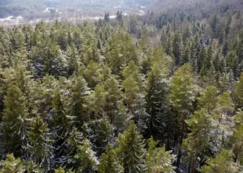 Valstybinių Miškų Urėdijai 2023 M. Nustatytos Didesnės Miško Priežiūros, Apsaugos  Ir Pertvarkymo Normos  