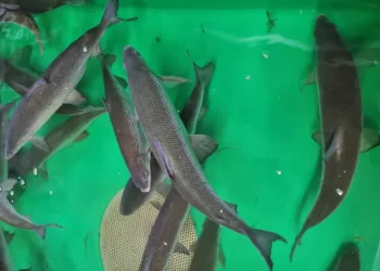 Ruošiamasi Lietuvos Vandens Telkinius praturtinti Vištyčio Ežero Sykais