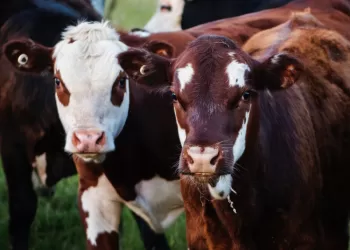 Taivanas Suteikė Leidimą įvežti Lietuvišką Jautieną, O Pietų Korėja – Paukštieną