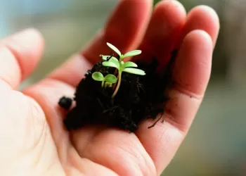 Siūloma Drausti Perpakuoti Ir į Lietuvą įvežti Bei Naudoti Perpakuotus Augalų Apsaugos Produktus