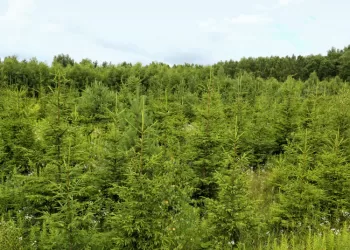 Supaprastintos Privačių Miškų Miškotvarkos Projektų Rengimo Ir Derinimo Procedūros