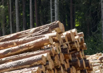Prekiautojų Mediena Pareigos: Kaip ES Reglamentas Padeda Saugoti Miškus?