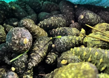 Kaip Miškininkai Kankorėžius Aižo: į Aižyklą Keliauja Tonos Pušies Kankorėžių