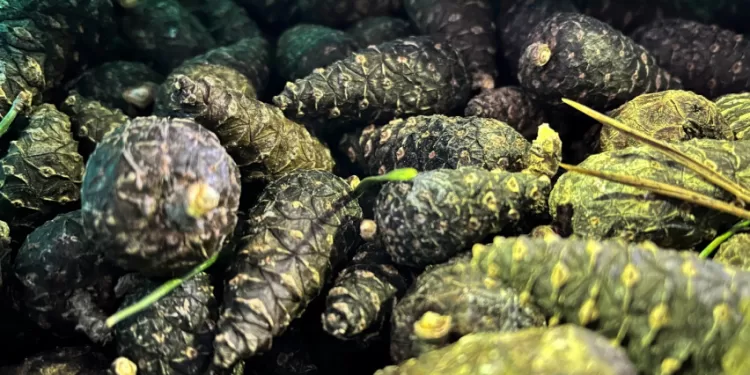 Kaip Miškininkai Kankorėžius Aižo: į Aižyklą Keliauja Tonos Pušies Kankorėžių Kaip Miškininkai Kankorėžius Aižo: į Aižyklą Keliauja Tonos Pušies Kankorėžių