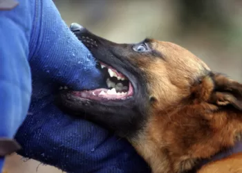 Agresyvus Augintinis – Ir šeimininko Atsakomybė, Ir Jo Problemų šaltinis