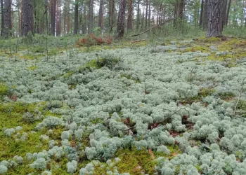 Paskelbta Metų Buveinė – Kerpiniai Pušynai