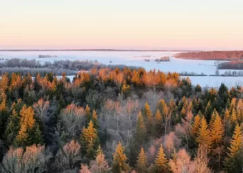 VMU  Nusistatė Kriterijus Ir Sieks Tapti Klimato Kaitai Neutralia įmone