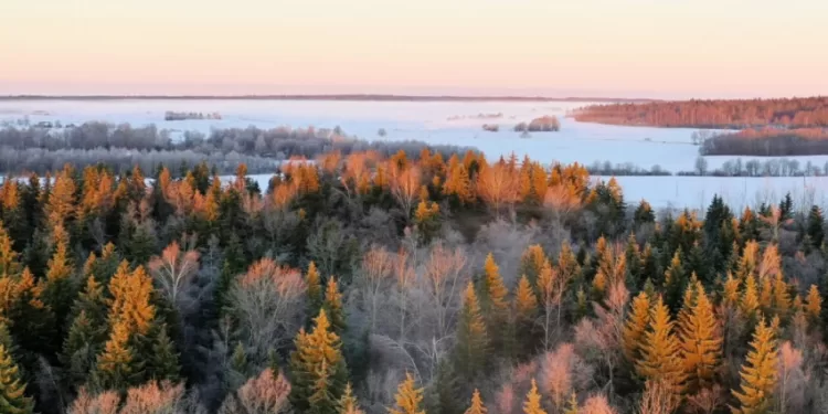 VMU  Nusistatė Kriterijus Ir Sieks Tapti Klimato Kaitai Neutralia įmone