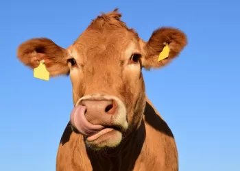 Susietoji Pajamų Parama Už Pienines Karves – Kokie Pokyčiai Laukia?
