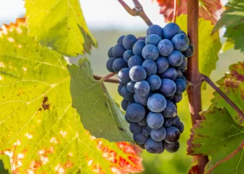 Lietuvos Vyninių Vynuogių Veislių Augintojams Atsiveria Galimybė Gauti ES Paramą