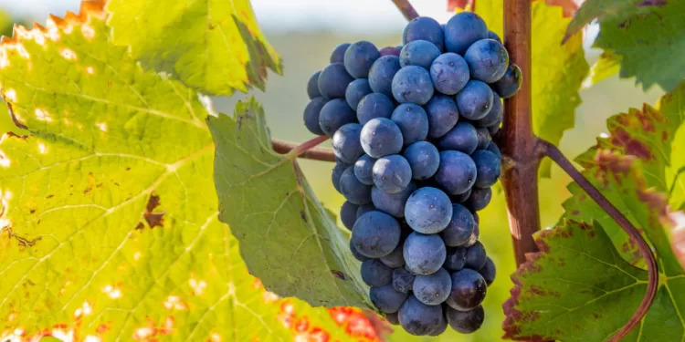 Lietuvos Vyninių Vynuogių Veislių Augintojams Atsiveria Galimybė Gauti ES Paramą
