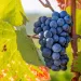 Lietuvos Vyninių Vynuogių Veislių Augintojams Atsiveria Galimybė Gauti ES Paramą
