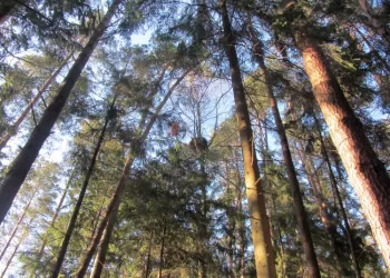 Negaunant Leidimo Kirsti Mišką Sistemoje ALIS, Prašome Kreiptis į Valstybinę Miškų Tarnybą