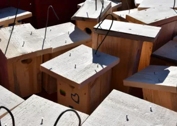 Miškininkai Ruošiasi Pavasariniam Paukščių Sugrįžimui Ir Pataria, Kaip Tinkamai Paruošti Namus Sparnuočiams