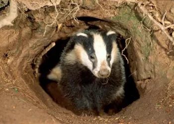 Pusiaužiemio Orų Berniukas Barsukas šiandien Verčiasi Ant Kito šono
