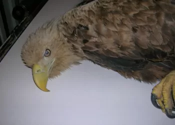 Vyriausybė Pritarė Siūlomiems Gyvūnų Gerovės Ir Apsaugos įstatymo Pakeitimams