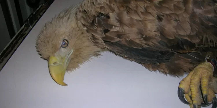 Vyriausybė Pritarė Siūlomiems Gyvūnų Gerovės Ir Apsaugos įstatymo Pakeitimams