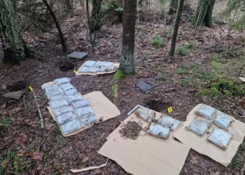 Kauno Pareigūnai Miške Rado Apie 15 Kg Kanapių (Video)