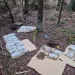 Kauno Pareigūnai Miške Rado Apie 15 Kg Kanapių (Video)