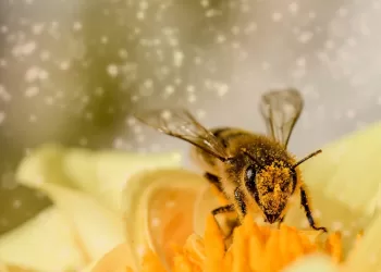 Europa Kyla į Kovą Prieš Laukinių Apdulkintojų Nykimą – Kokias Priemones Siūlo Lietuva?