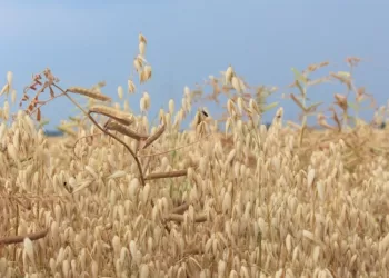 Keisis Draudimo įmokų Dalinio Kompensavimo Tvarka