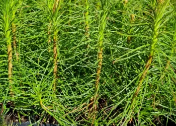 Valstybinių Miškų Urėdija Kviečia įsigyti Kokybiškų Miško Sodmenų