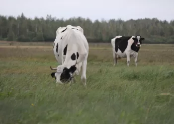 Ūkininkavimas – Perspektyvus Verslas
