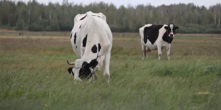 Ūkininkavimas – Perspektyvus Verslas