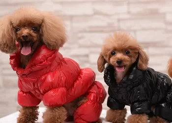 Kaip žiemą Rūpintis Savo Keturkojų Pėdutėmis Ir Kailiu