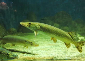 Ką Reikia žinoti žvejams: Nuo Vasario 1 D. Draudžiama Lydekų žvejyba, Leidžiama žvejoti Vėgėles