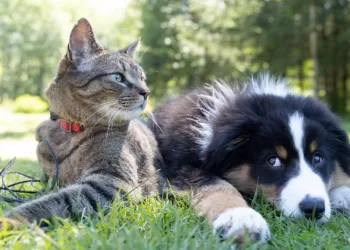 Augintinių ženklinimo ABC: Kam, Kaip Ir Kodėl To Reikia?