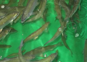 Pernai į Vandens Telkinius Išleista Beveik 13 Milijonų įvairių Rūšių žuvų