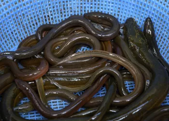 Keičiasi Ungurių žvejybos Reguliavimas – Ką Svarbu žinoti Lietuvos žvejams?