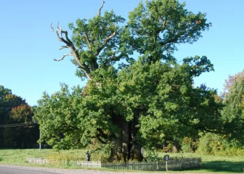 Senieji ąžuolai – Labiausiai Gerbiami Lietuvos Medžiai